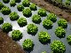 AGRICULTURAL FILMS