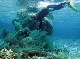 MARINE LITTER