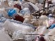 BIOPLASTICS