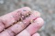 MICROPLASTICS