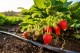 AGRICULTURAL PLASTICS