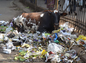 INDIA: Supreme Court to consider total plastics ban / Anti-littering effort supported by TV ...